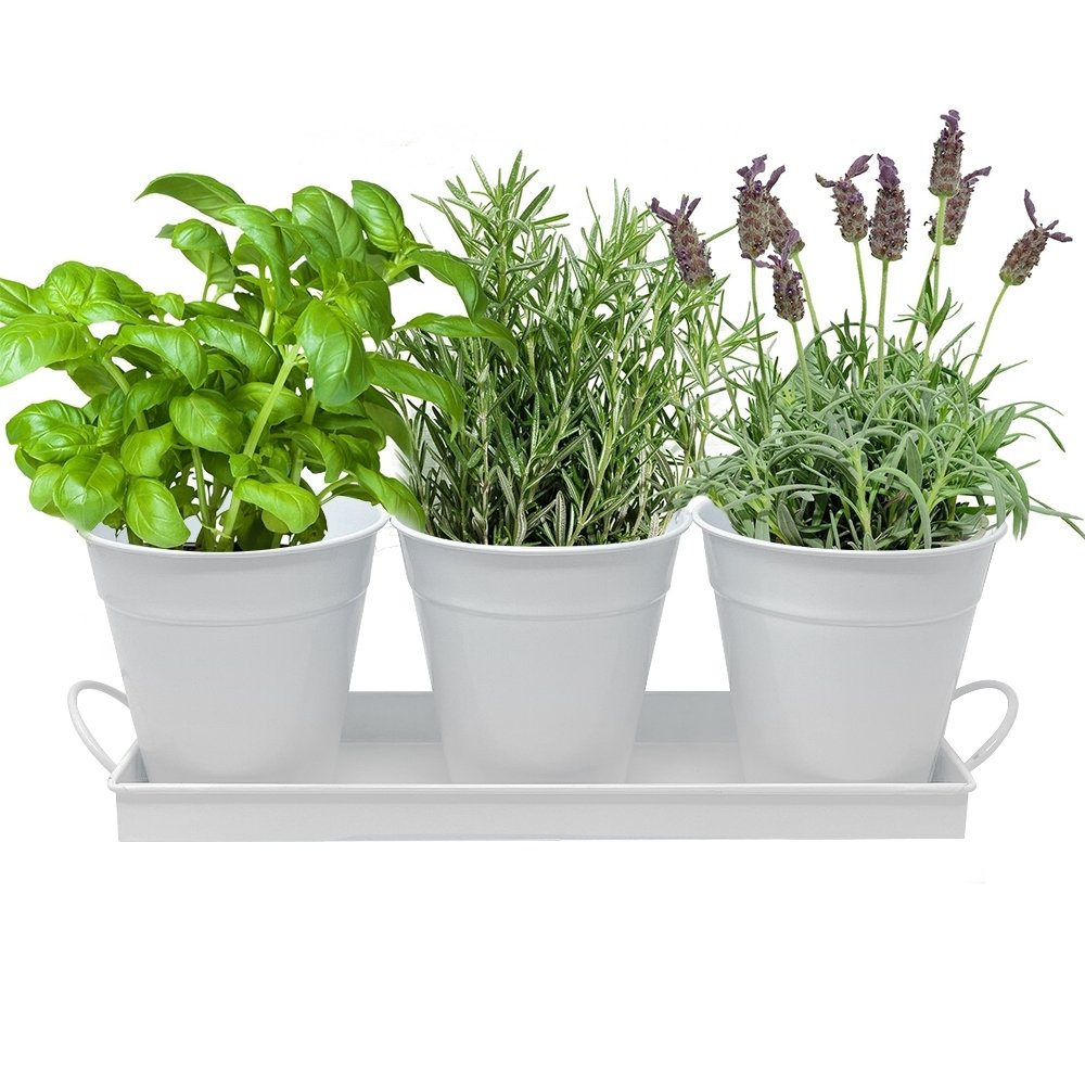 Herb Garden Trio White Metal Iron Pots Planter Set Basil