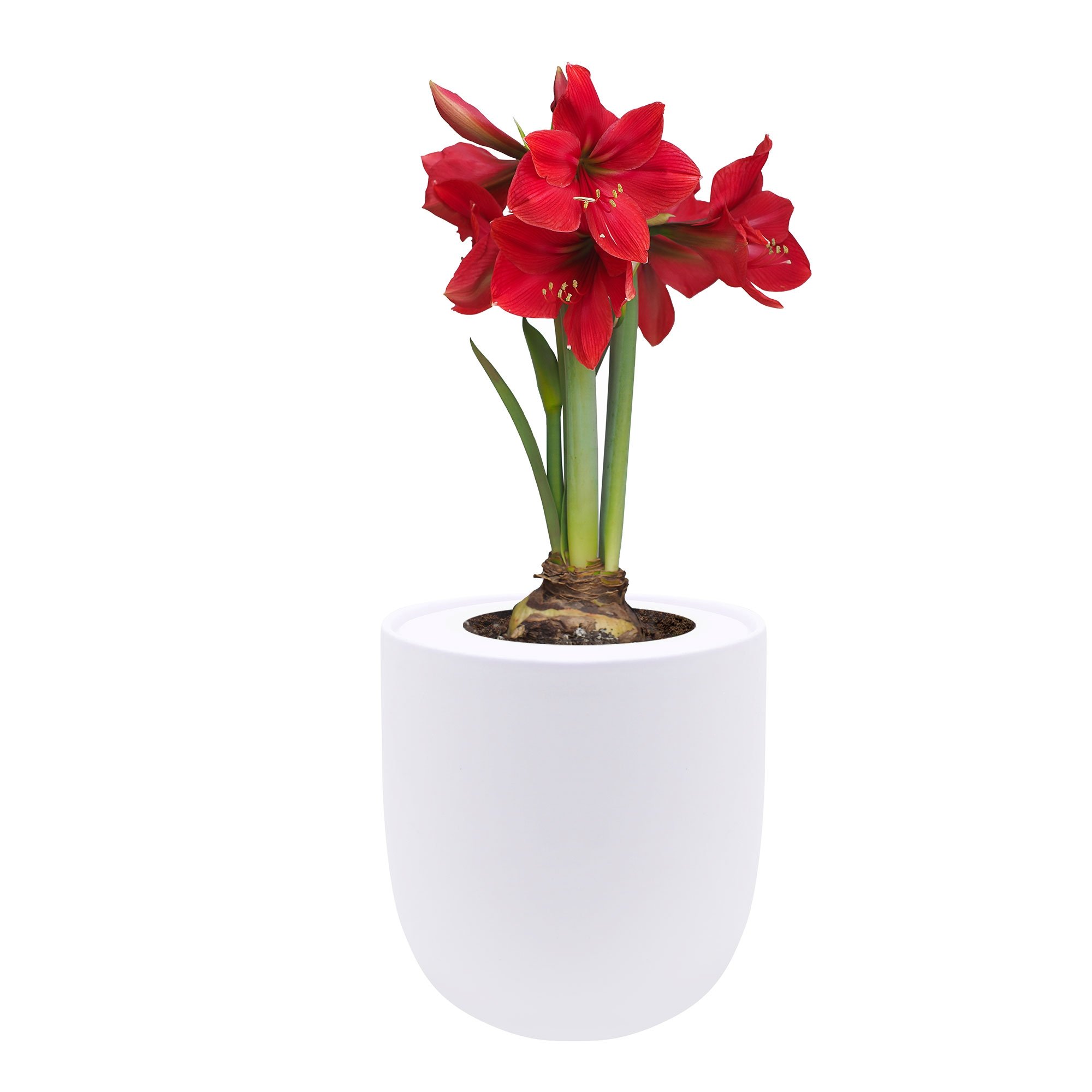 Amaryllis Red Lion Hydroponic Kit