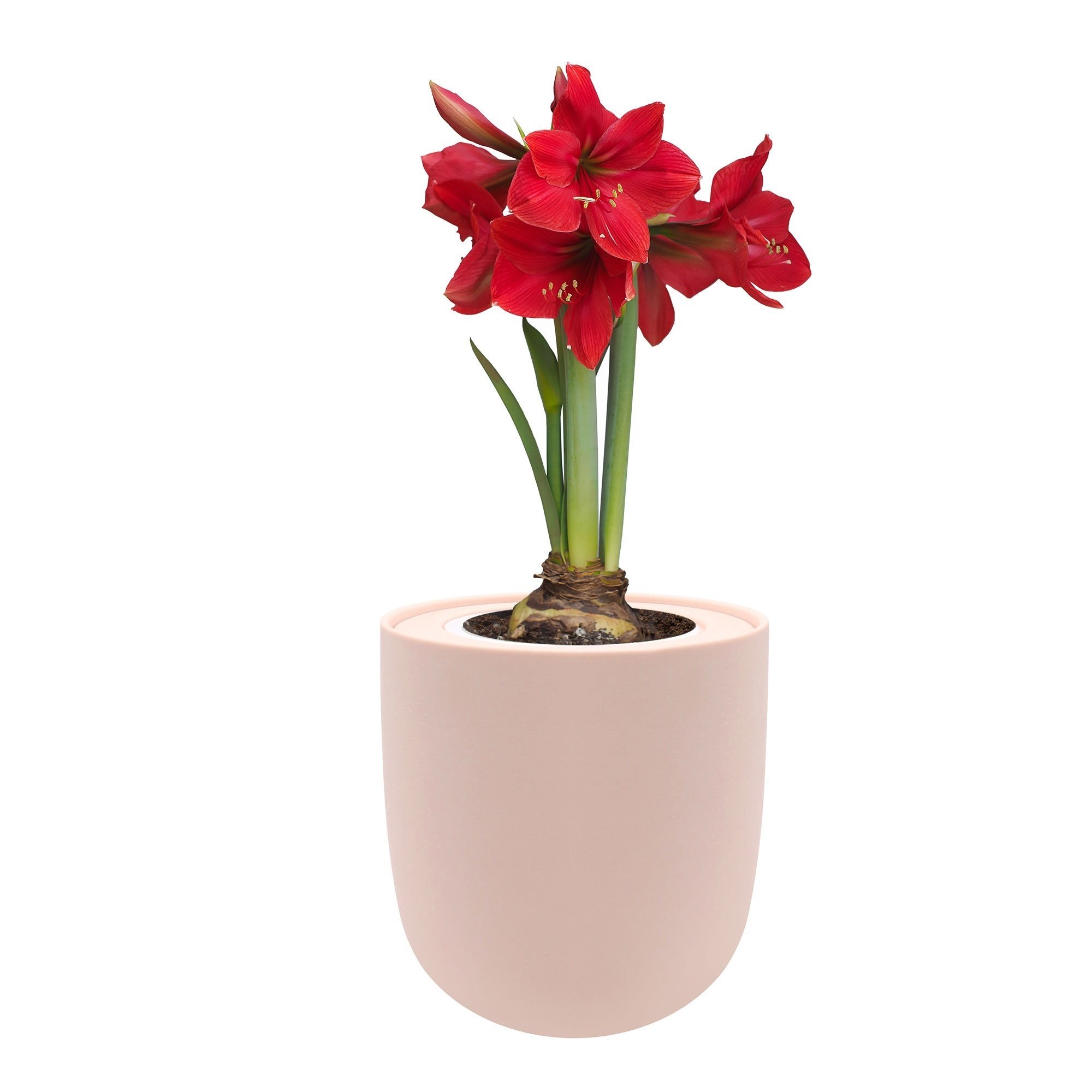 Amaryllis Red Lion Hydroponic Kit