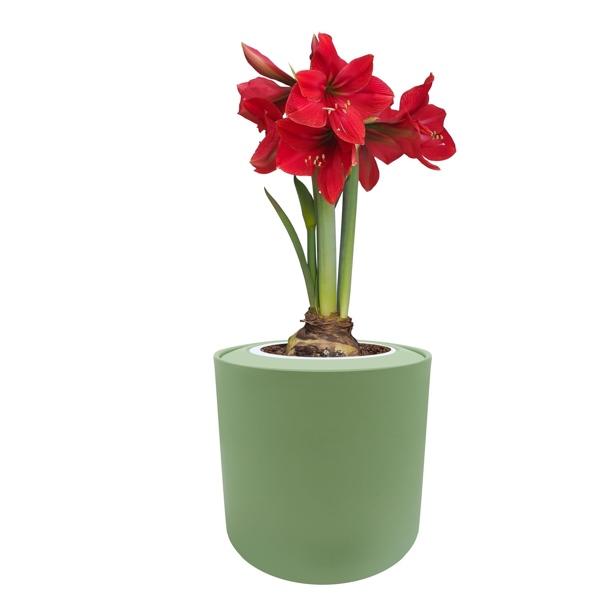 Amaryllis Red Lion