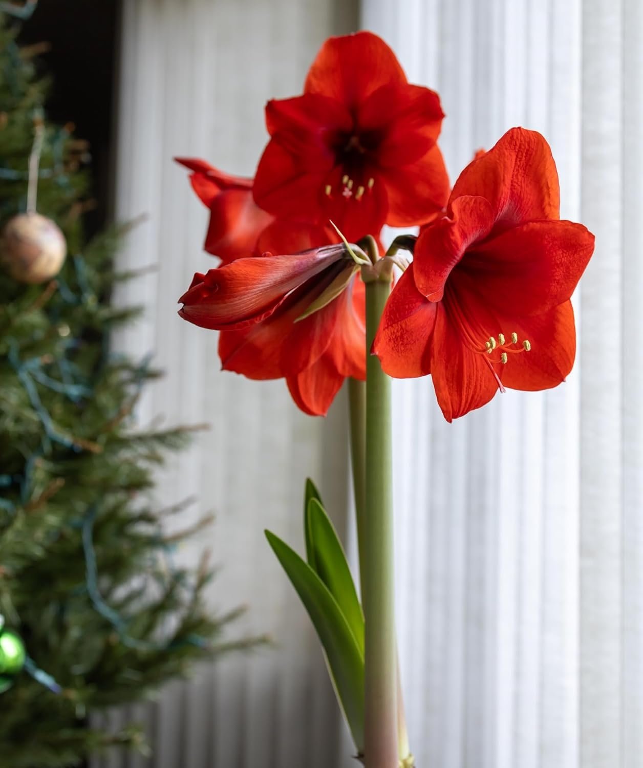 Amaryllis Red Lion Hydroponic Kit