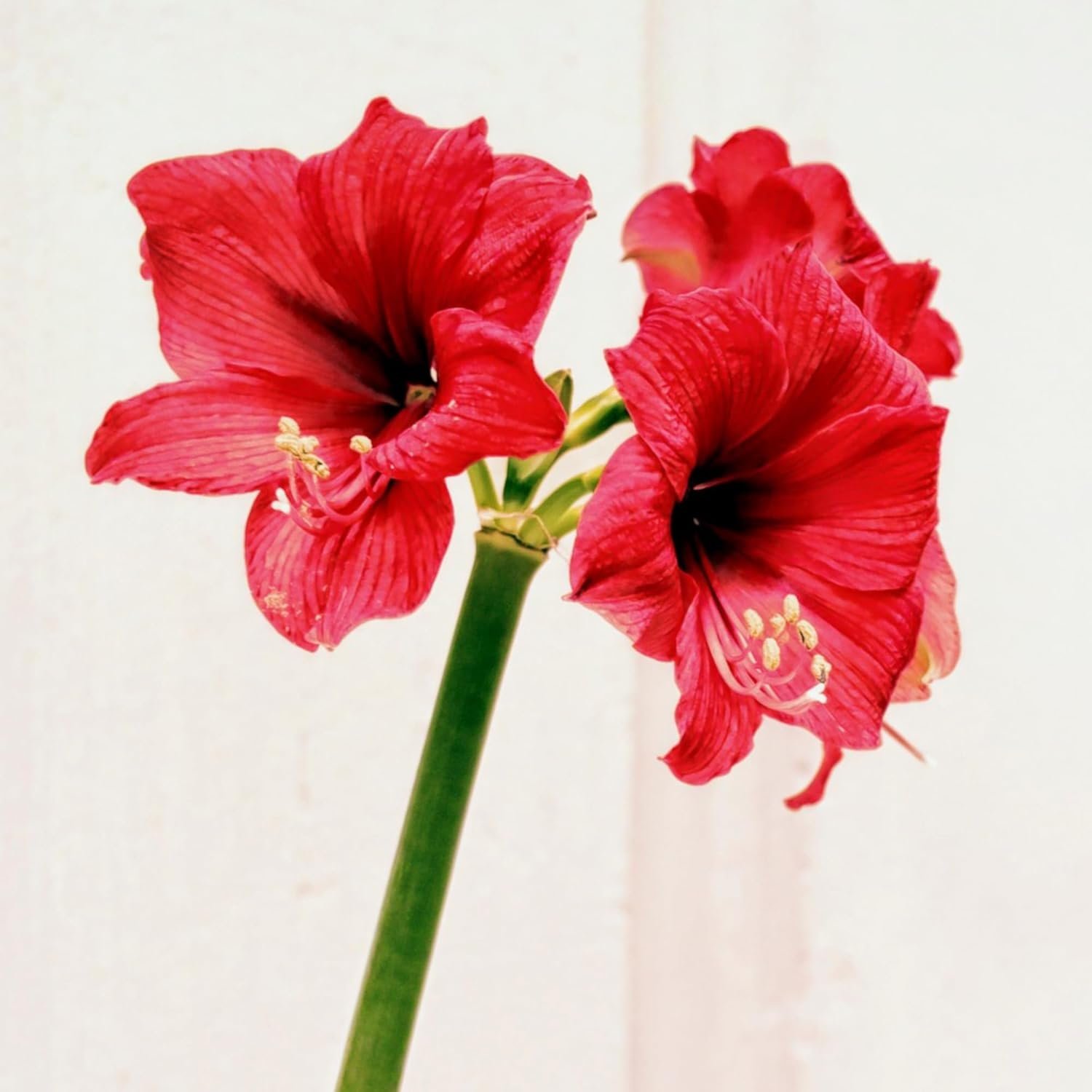 Amaryllis Red Lion