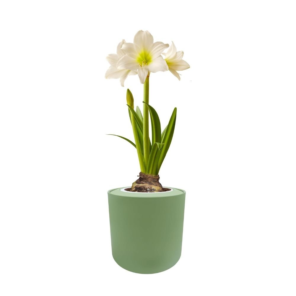 Amaryllis White Christmas Hydroponic Kit