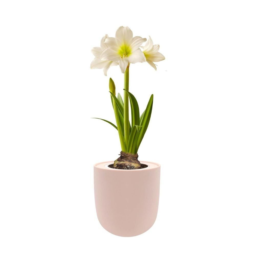 Amaryllis White Christmas Hydroponic Kit