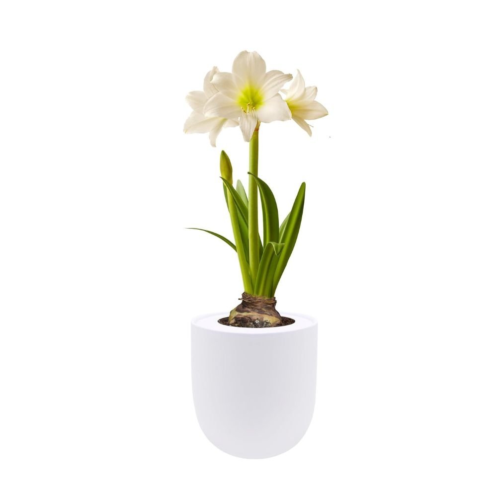 Amaryllis White Christmas Hydroponic Kit