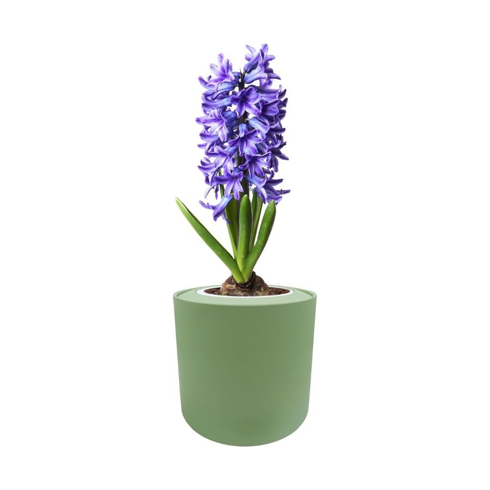 Hyacinth Delft Blue Hydroponic Kit