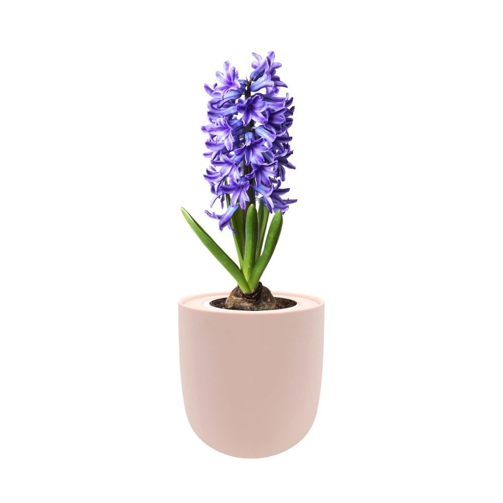 Hyacinth Delft Blue Hydroponic Kit