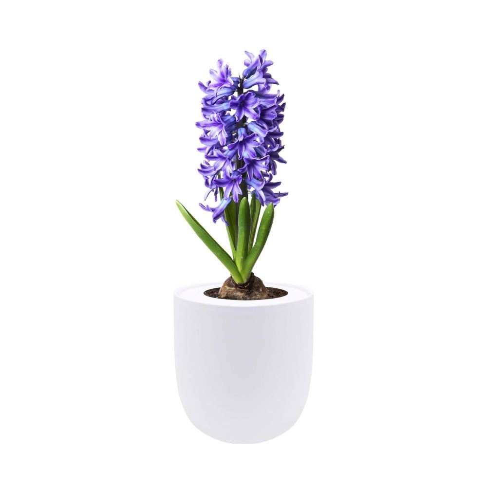 Hyacinth Delft Blue Hydroponic Kit