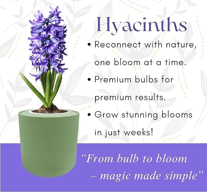 Hyacinth Delft Blue Hydroponic Kit