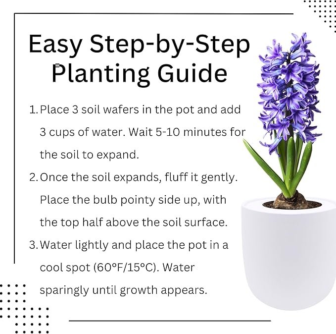 Hyacinth Delft Blue Hydroponic Kit