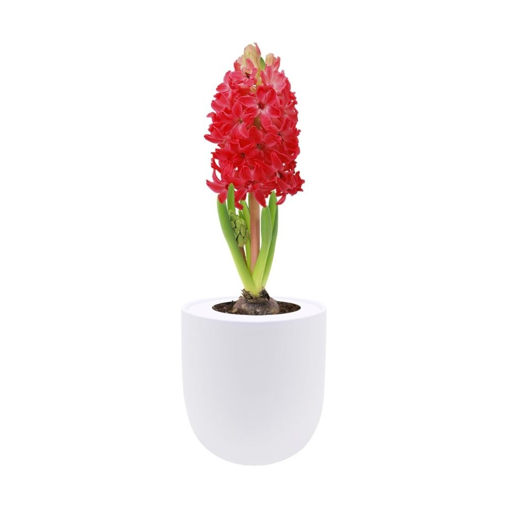 Hyacinth Jan Bos Hydroponic Kit