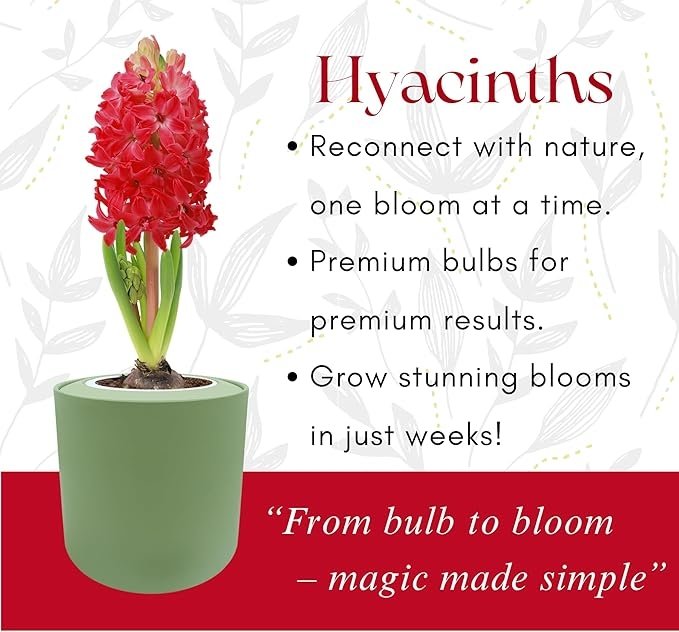 Hyacinth Jan Bos Hydroponic Kit