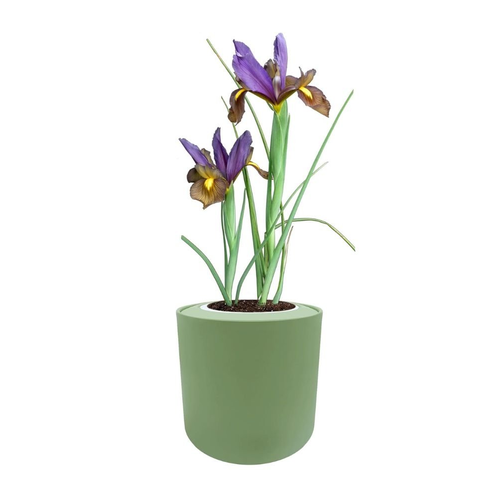 Dutch Iris "Eye of The Tiger" Hydroponic Kit