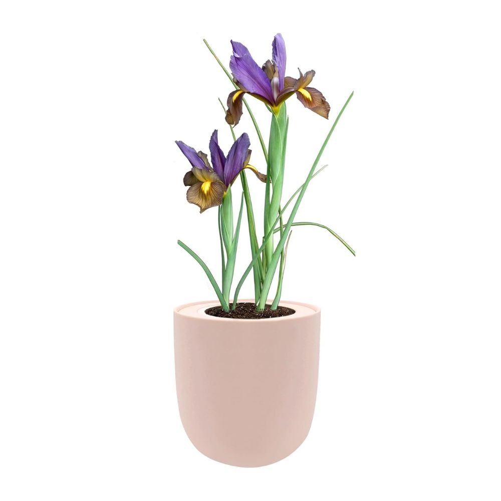 Dutch Iris "Eye of The Tiger" Hydroponic Kit