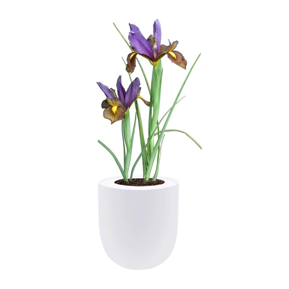 Dutch Iris "Eye of The Tiger" Hydroponic Kit