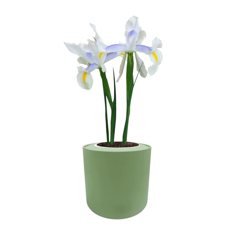 Dutch Iris "Carmen" Hydroponic Kit