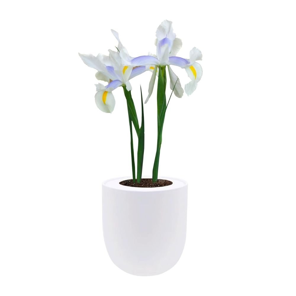 Dutch Iris "Carmen" Hydroponic Kit