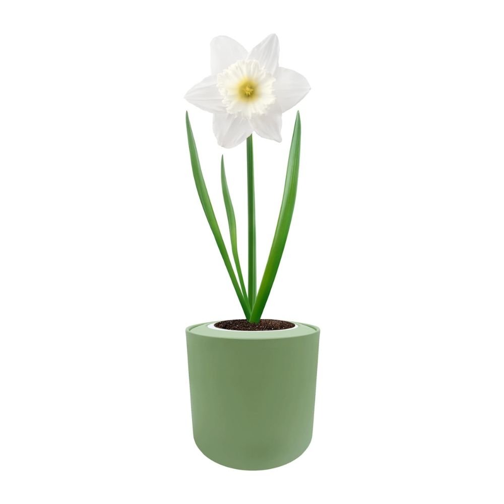 Trumpet Narcissus (Mount Hood) Hydroponic Kit