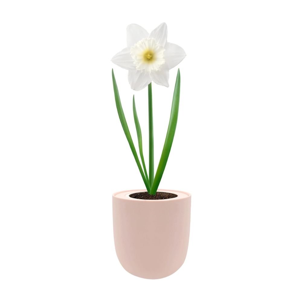 Trumpet Narcissus (Mount Hood) Hydroponic Kit