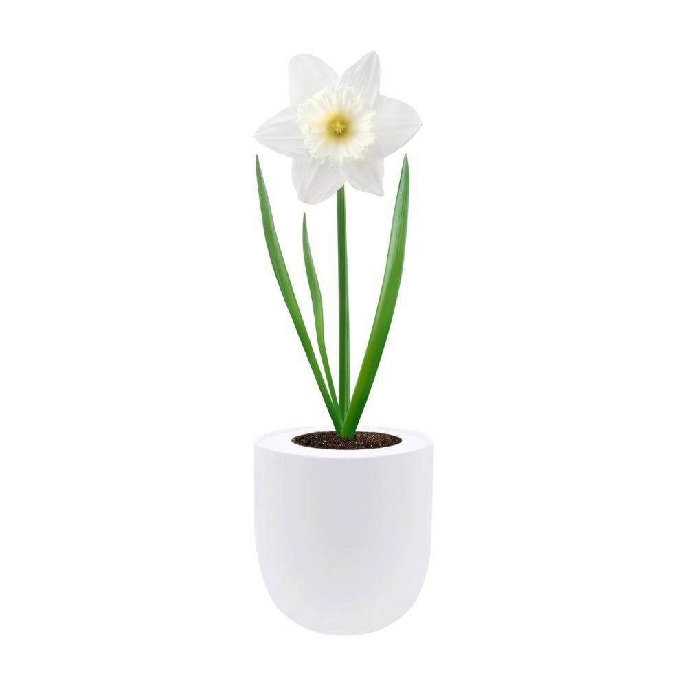 Trumpet Narcissus (Mount Hood) Hydroponic Kit