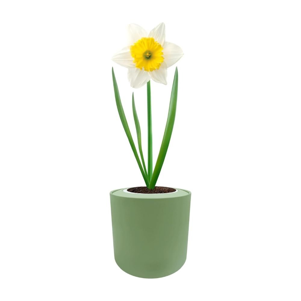 Trumpet Daffodils (Holland Sensation) Hydroponic Kit