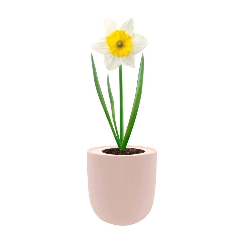 Trumpet Daffodils (Holland Sensation) Hydroponic Kit