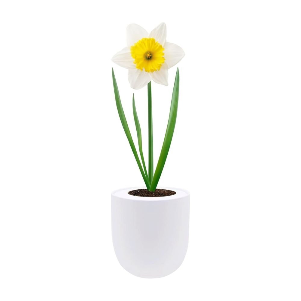 Trumpet Daffodils (Holland Sensation) Hydroponic Kit