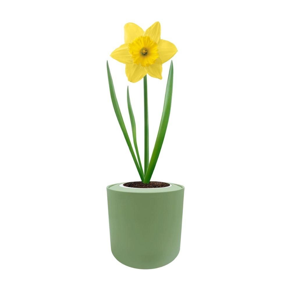 Dutch Master Daffodils (Yellow Narcissus) Hydroponic Kit