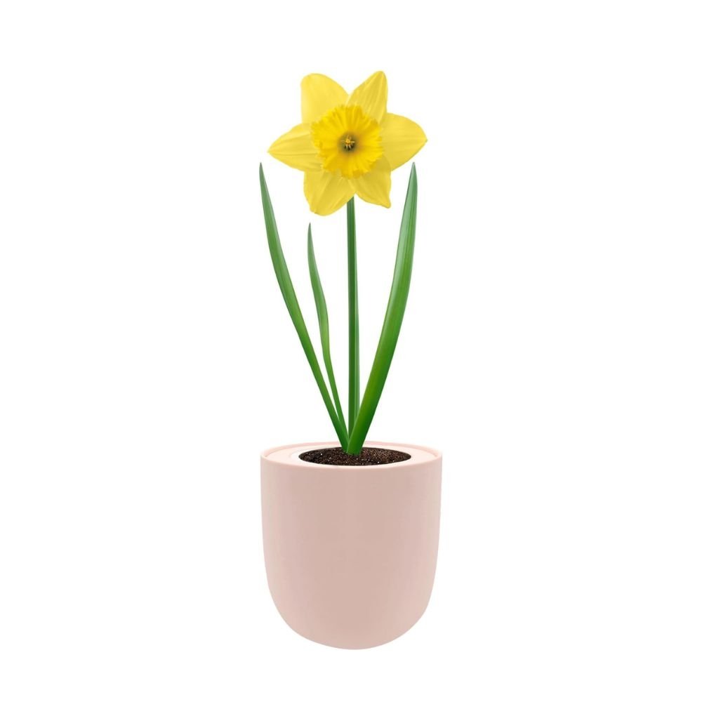 Dutch Master Daffodils (Yellow Narcissus) Hydroponic Kit