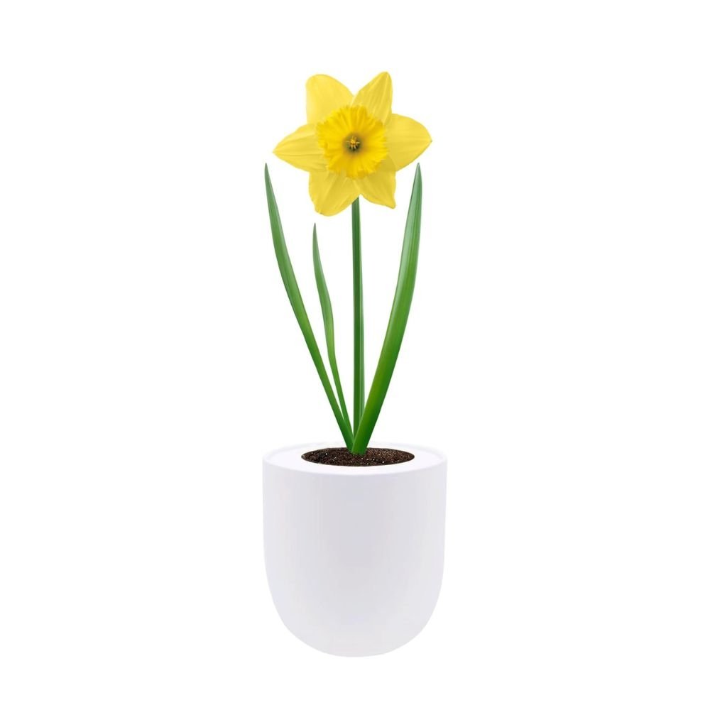 Dutch Master Daffodils (Yellow Narcissus) Hydroponic Kit