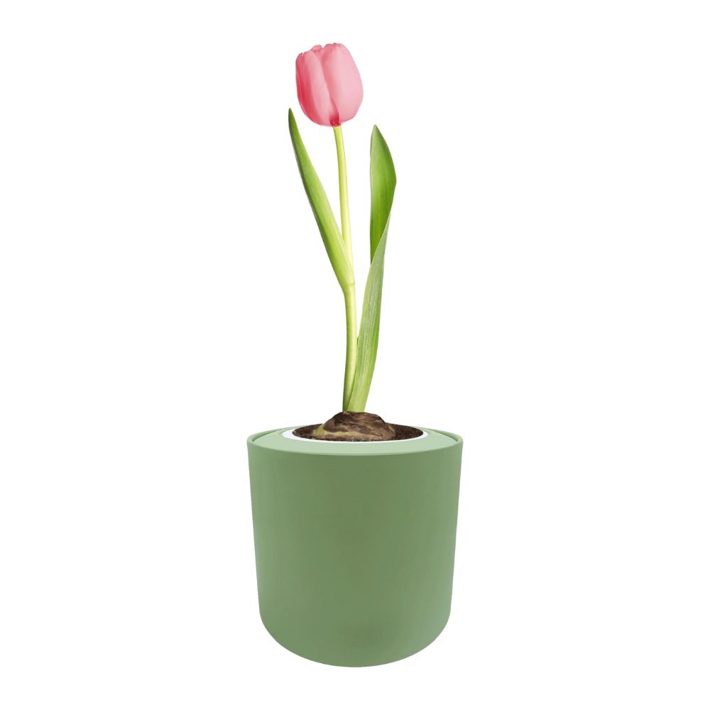 Single Early Tulip (Christmas Dream) Garden Kit