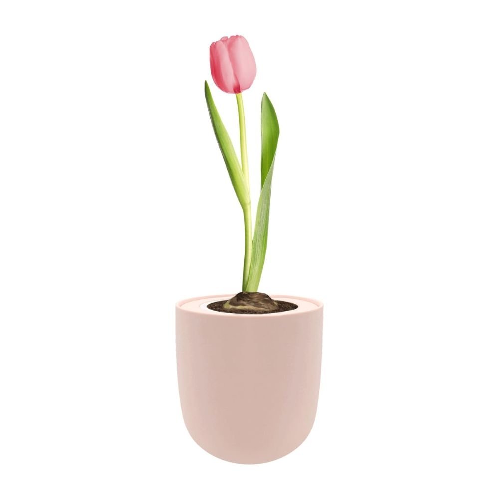 Single Early Tulip (Christmas Dream) Garden Kit