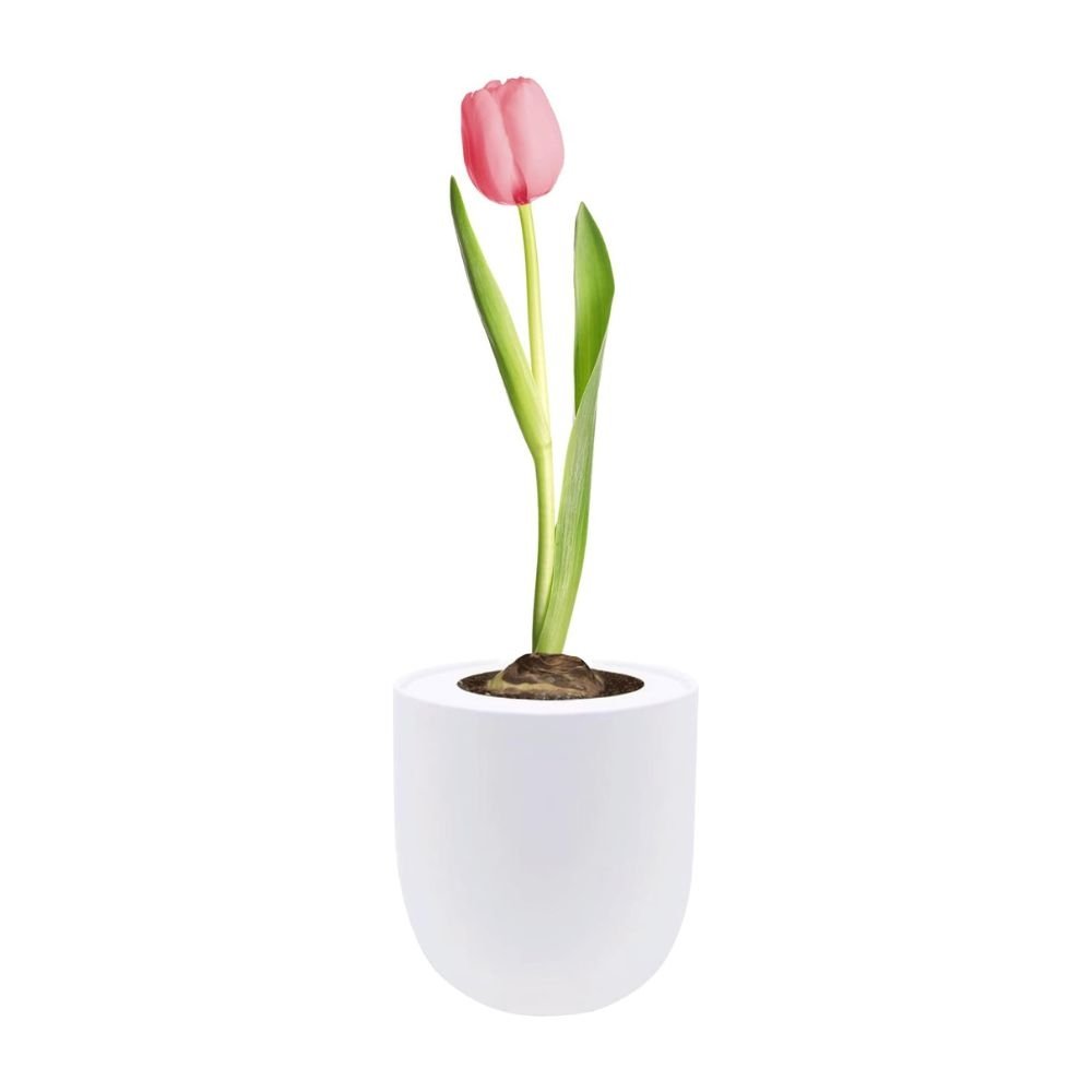 Single Early Tulip (Christmas Dream) Garden Kit