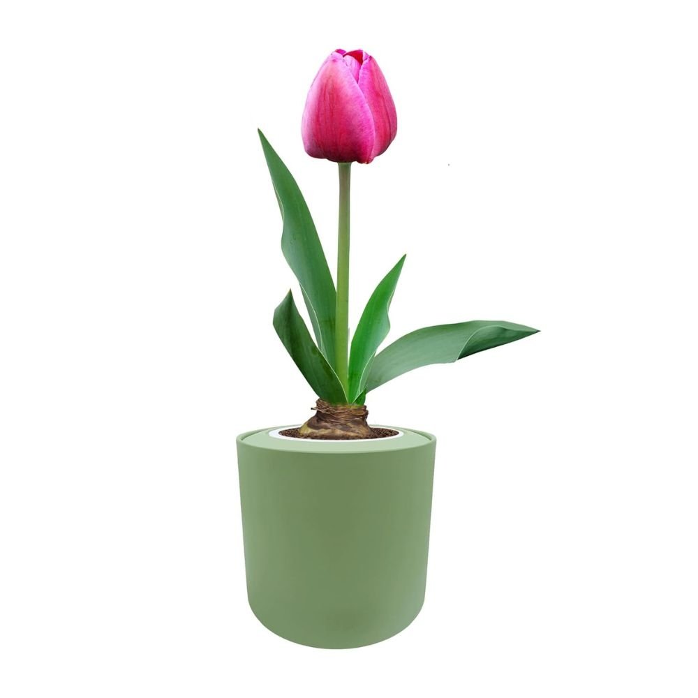 Single Early Tulip (Purple Prince) Garden Kit