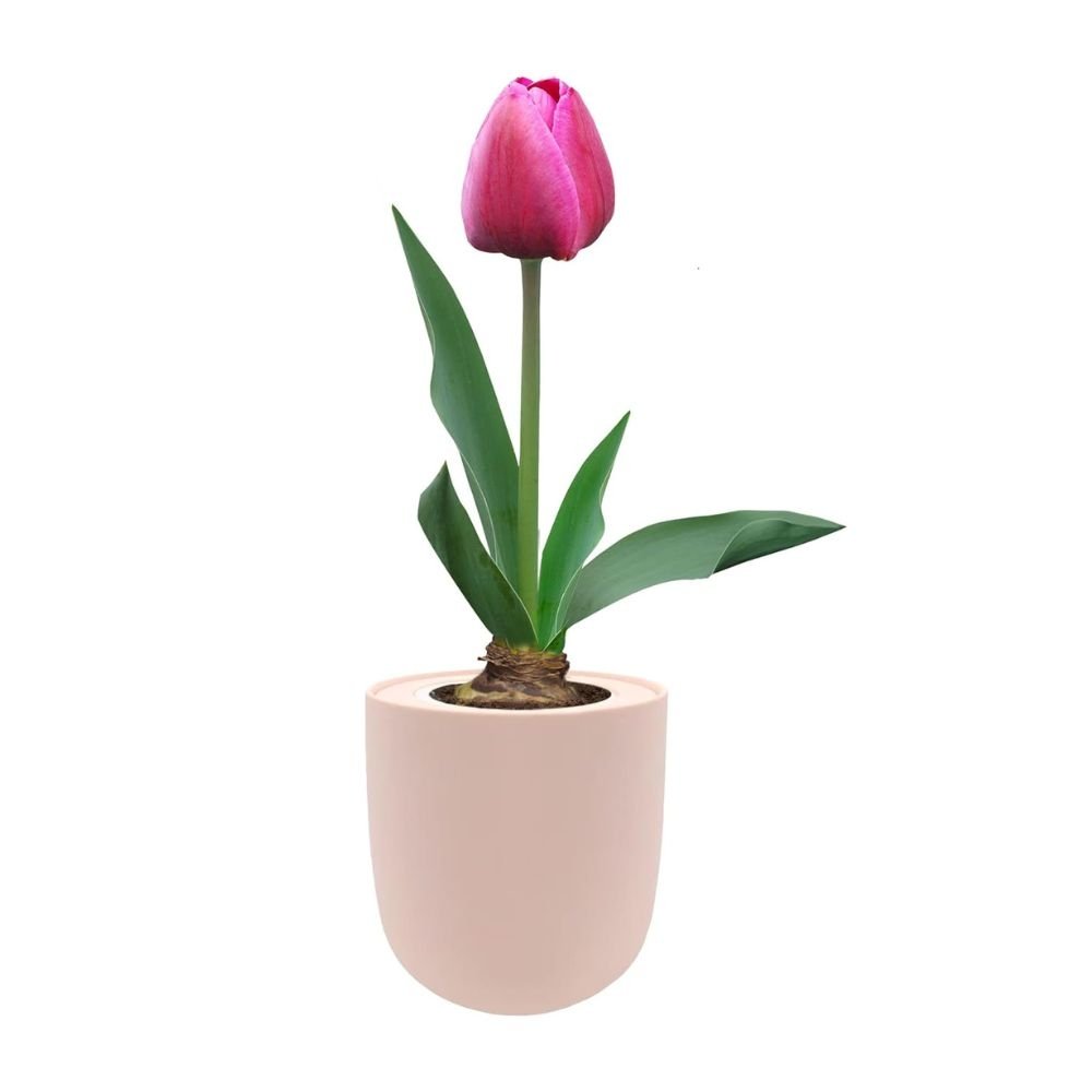 Single Early Tulip (Purple Prince) Garden Kit