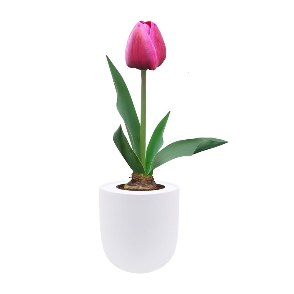 Single Early Tulip (Purple Prince) Garden Kit