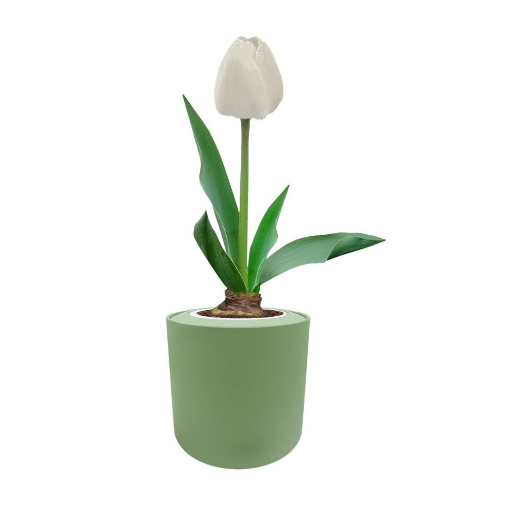 Single Late Tulip (Snow White) Garden Kit