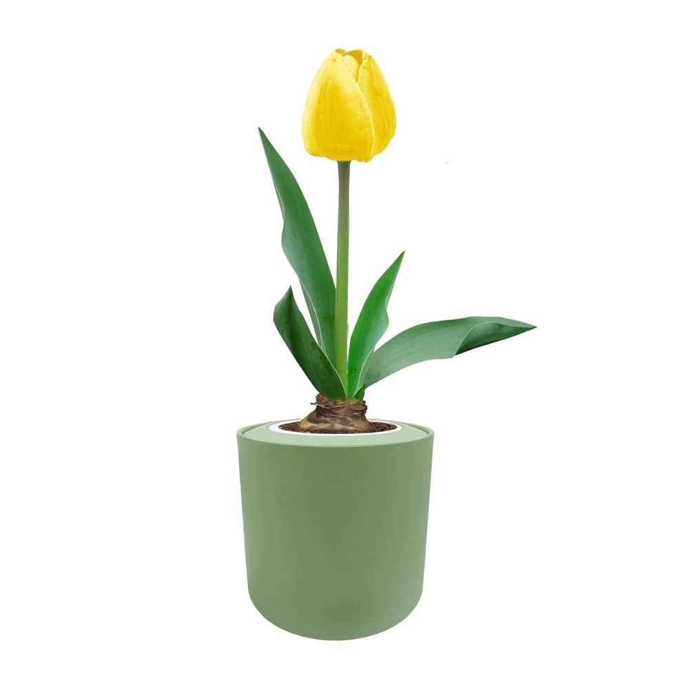 Single Late Tulip (Big Smile) Garden Kit