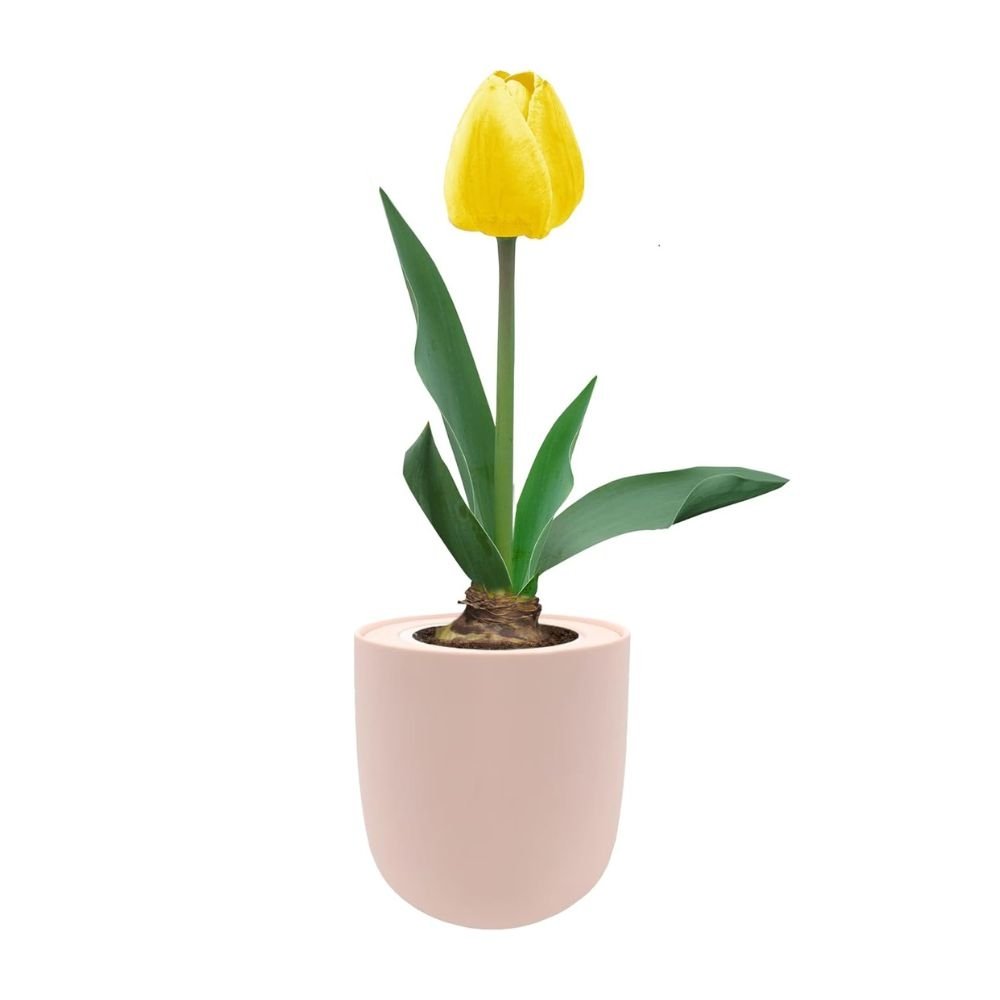 Single Late Tulip (Big Smile) Garden Kit