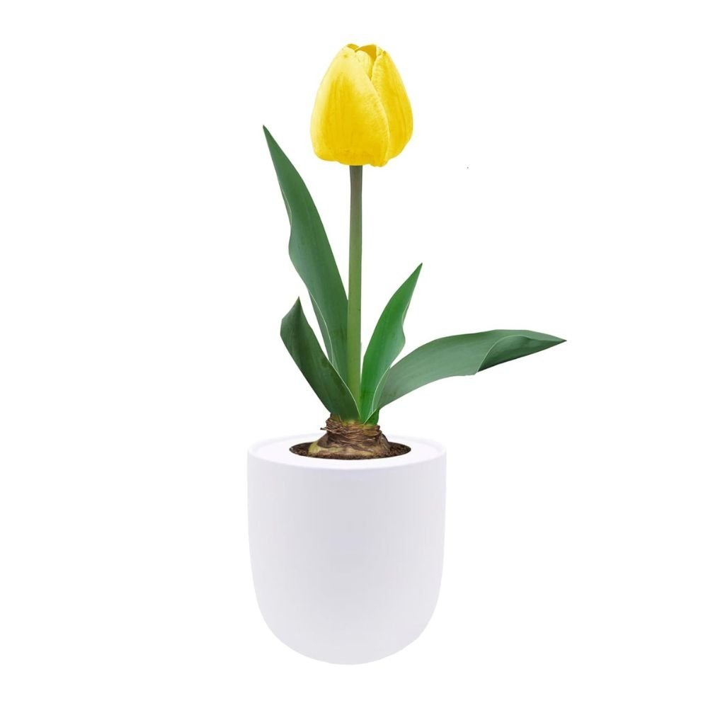 Single Late Tulip (Big Smile) Garden Kit