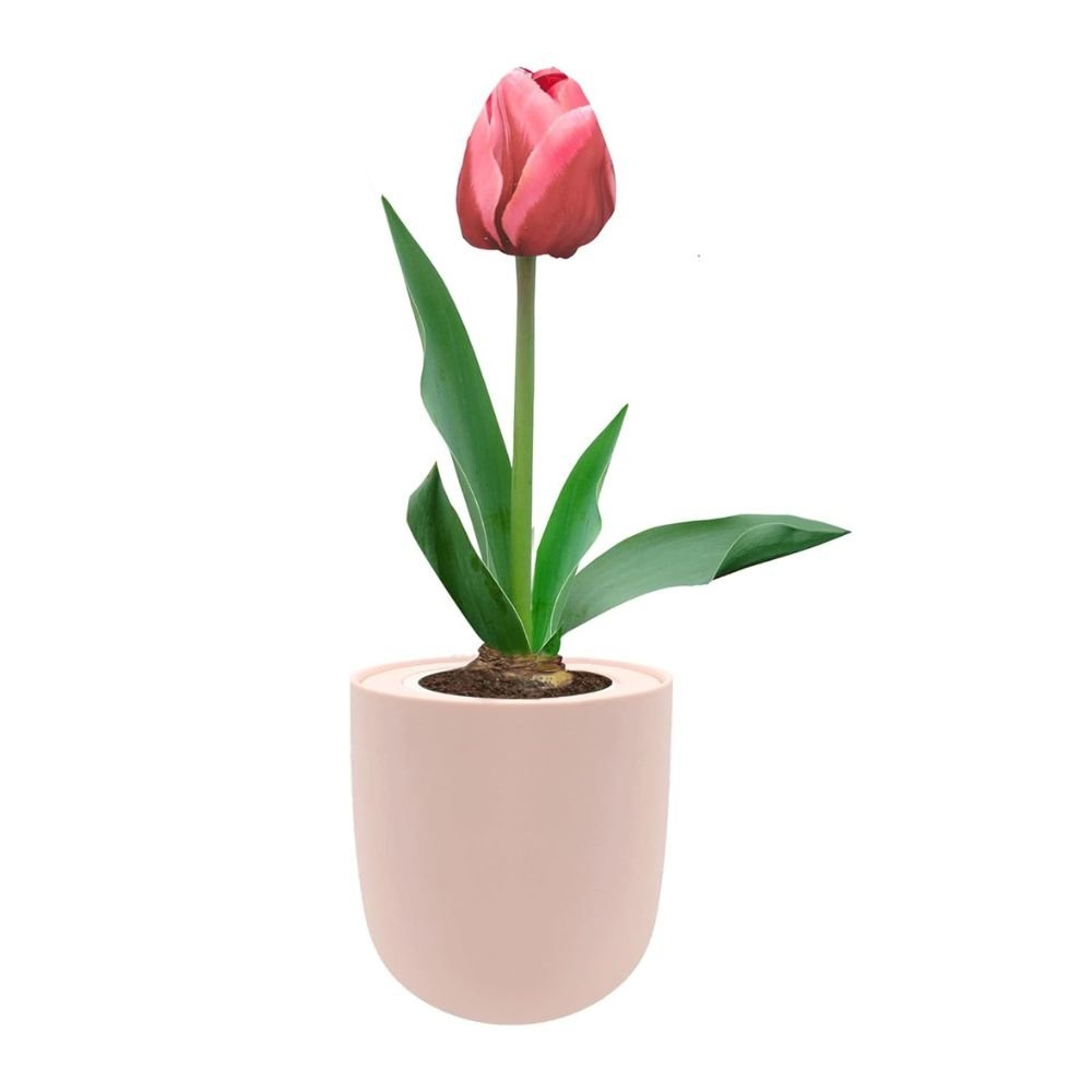 Triumph Tulip (Pretty Princess) Garden Kit