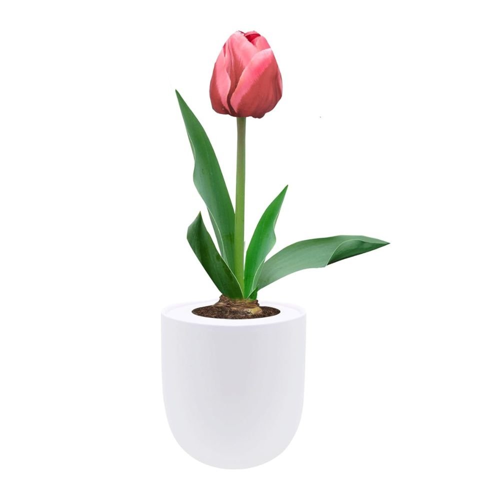 Triumph Tulip (Pretty Princess) Garden Kit