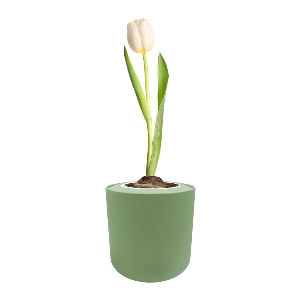 Triumph Tulip (White Flag) Garden Kit