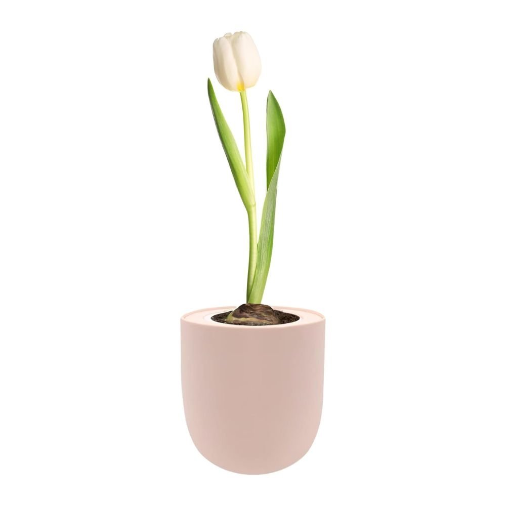 Triumph Tulip (White Flag) Garden Kit