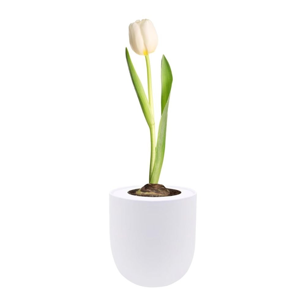 Triumph Tulip (White Flag) Garden Kit