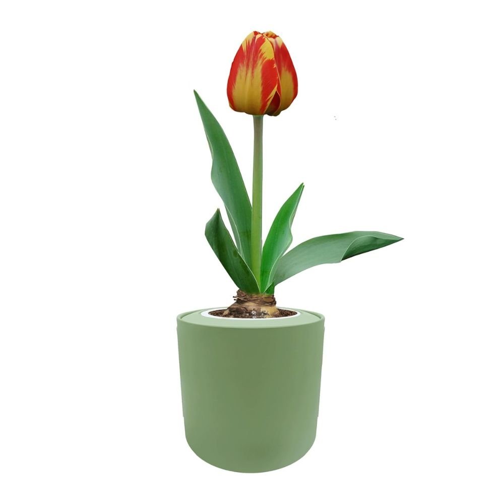 Darwin Hybrid Tulip (Banja Luka) Garden Kit