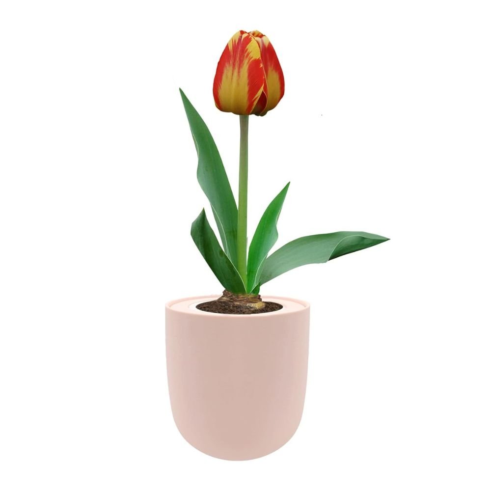 Darwin Hybrid Tulip (Banja Luka) Garden Kit