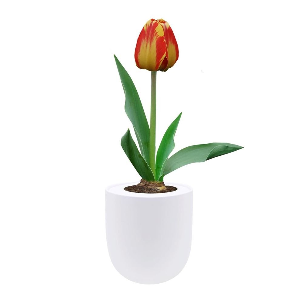 Darwin Hybrid Tulip (Banja Luka) Garden Kit