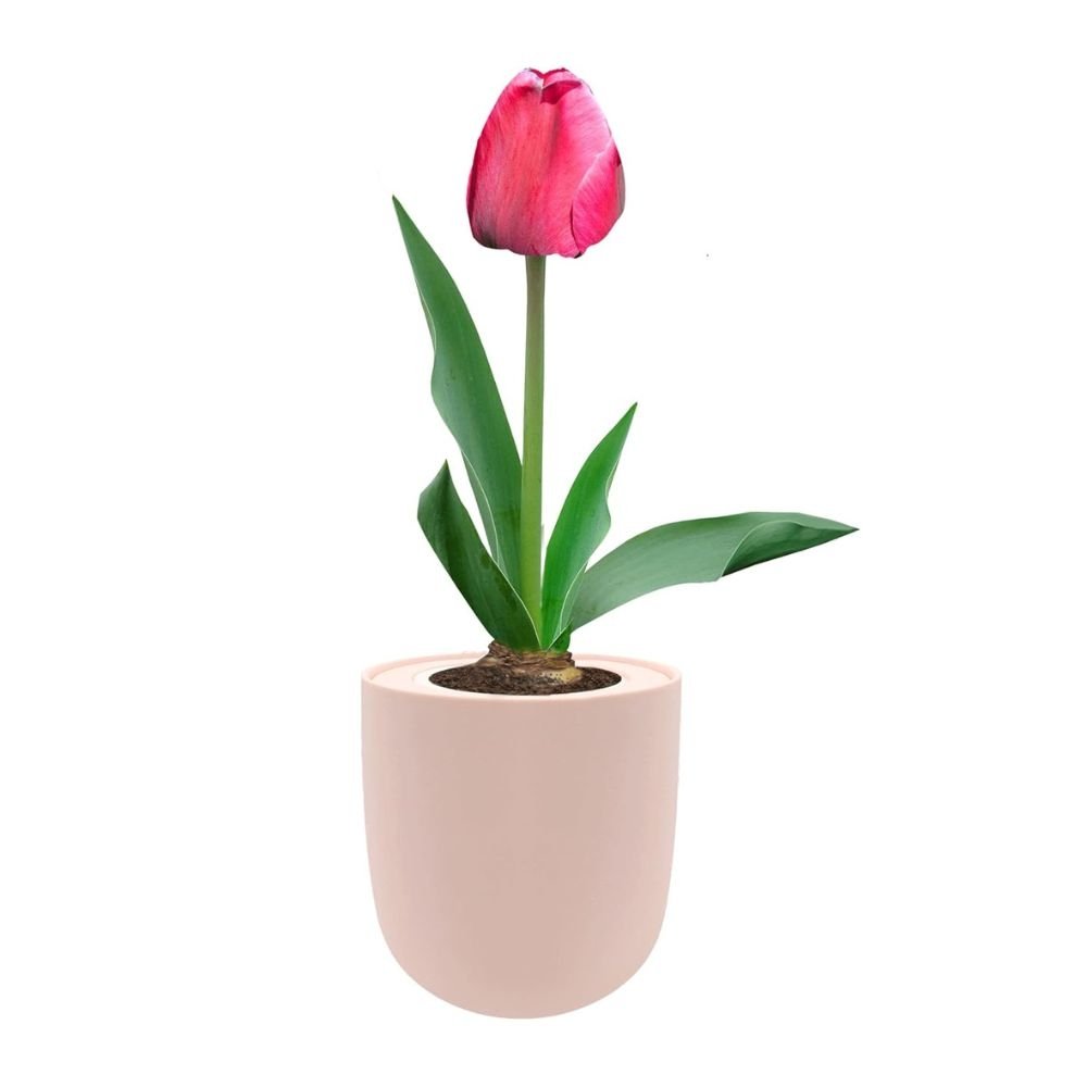 Darwin Hybrid Tulip (Pink Impression) Kit