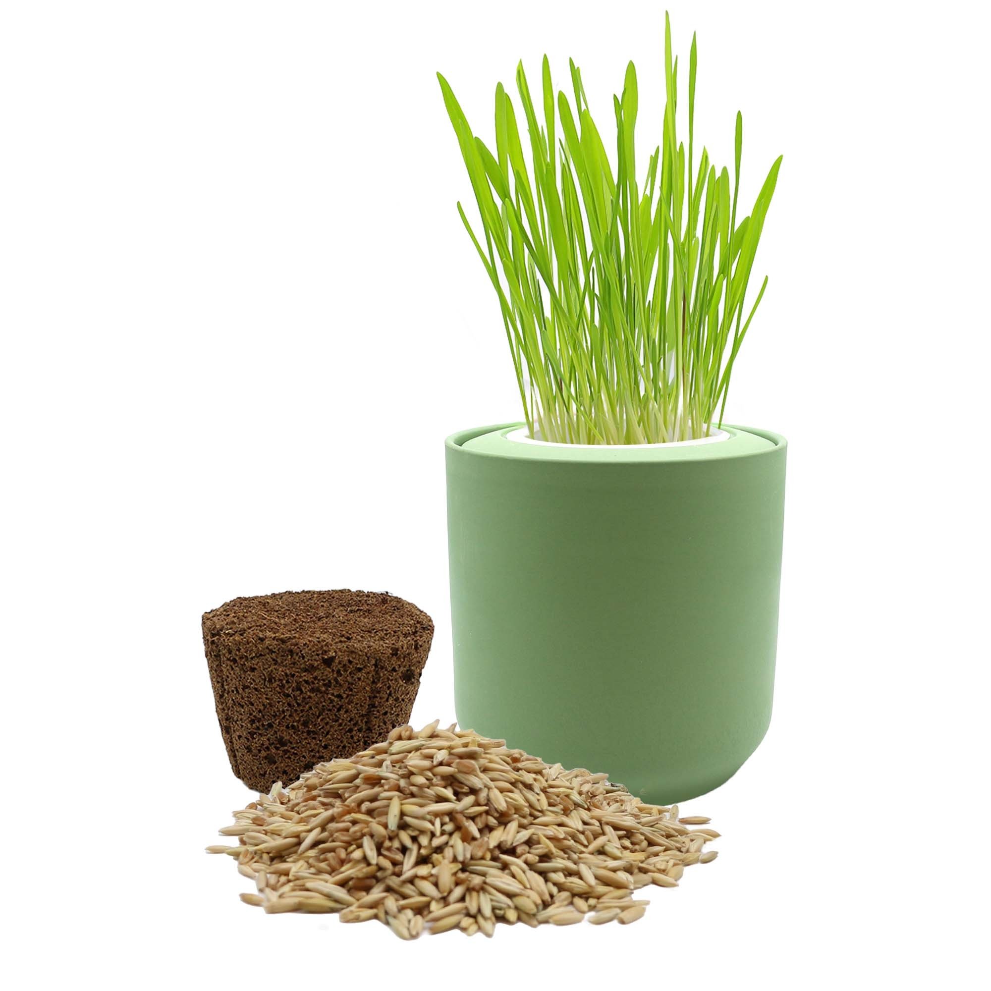 Green Ceramic Pot Cat Grass with Organic Cat Grass Seed Mix